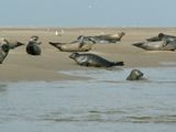 Points d'observation des phoques. Du 9 au 30 juin 2012 à Cayeux-sur-Mer. Somme. 